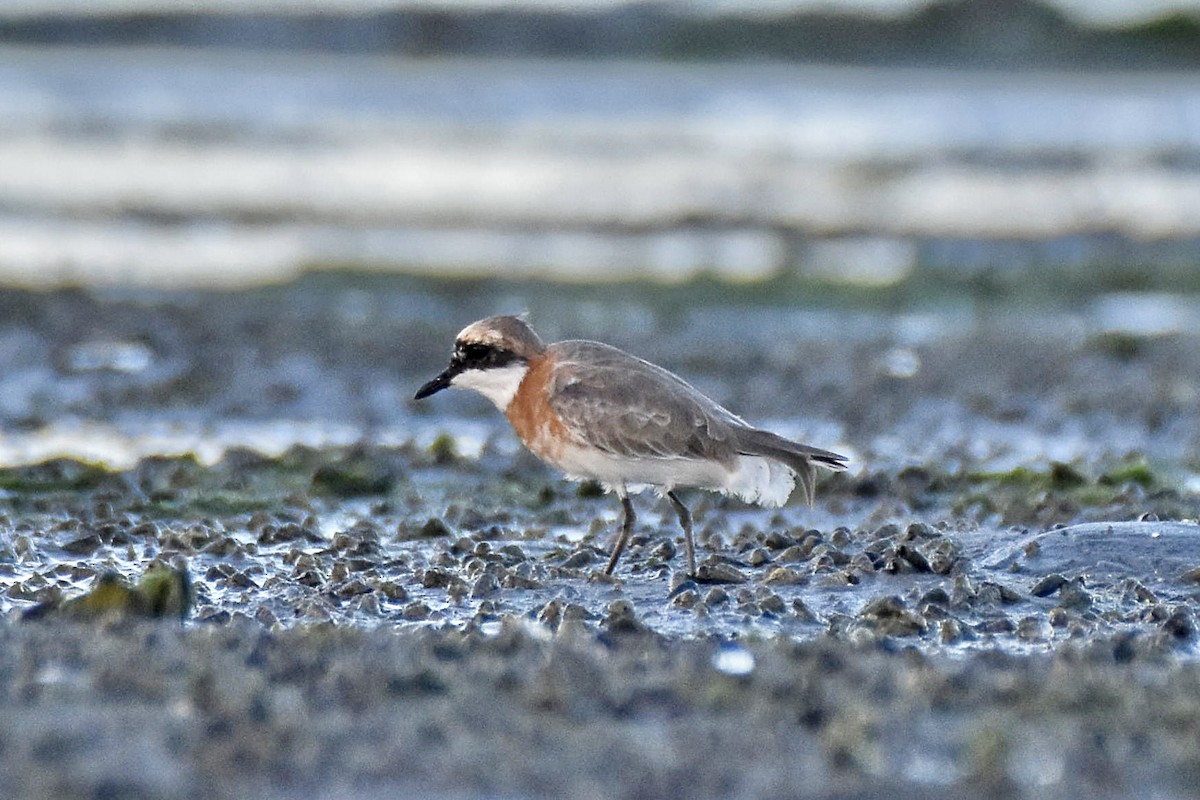 Greater Sand-Plover - Sabarish  D