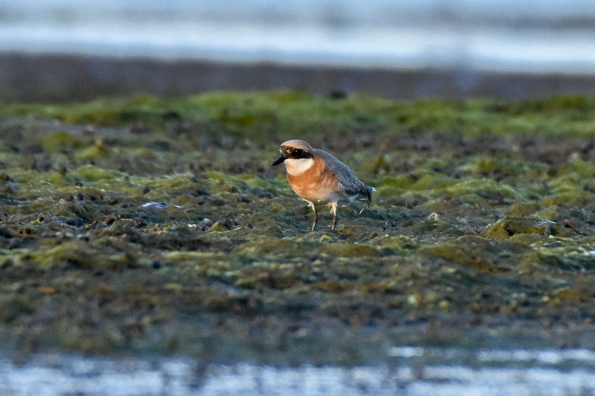 Greater Sand-Plover - Sabarish  D