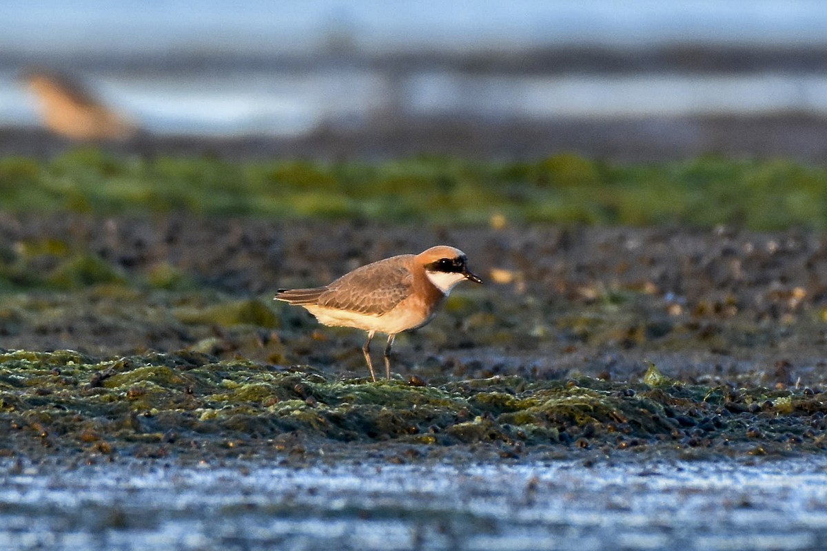 Greater Sand-Plover - Sabarish  D