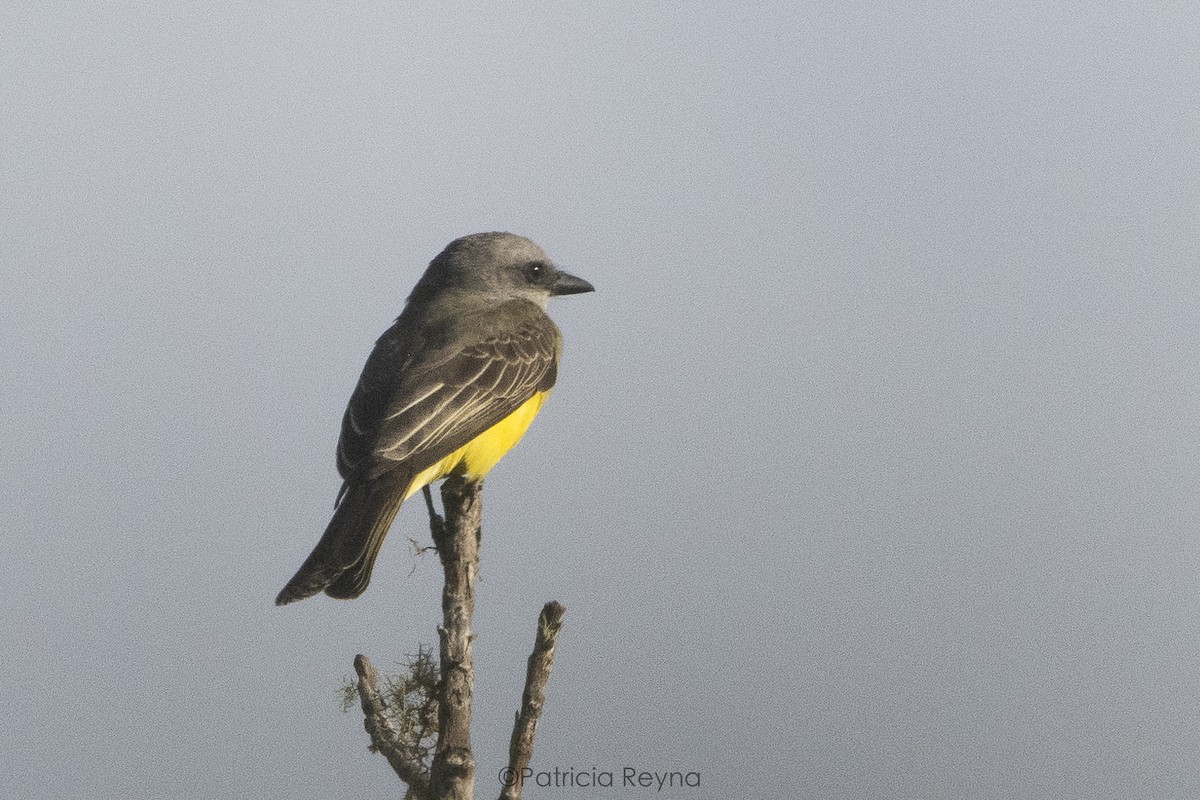 Tropical Kingbird - Patricia Reyna