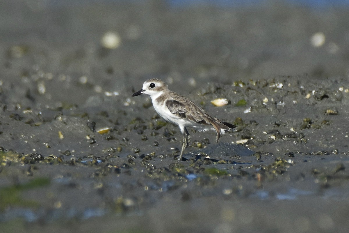 Greater Sand-Plover - Sabarish  D