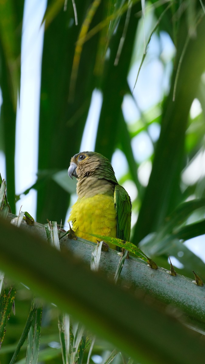 Brown-throated Parakeet - ML618945747
