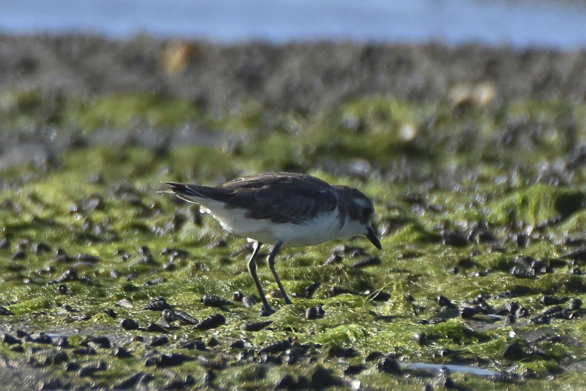 Kentish Plover - Sabarish  D