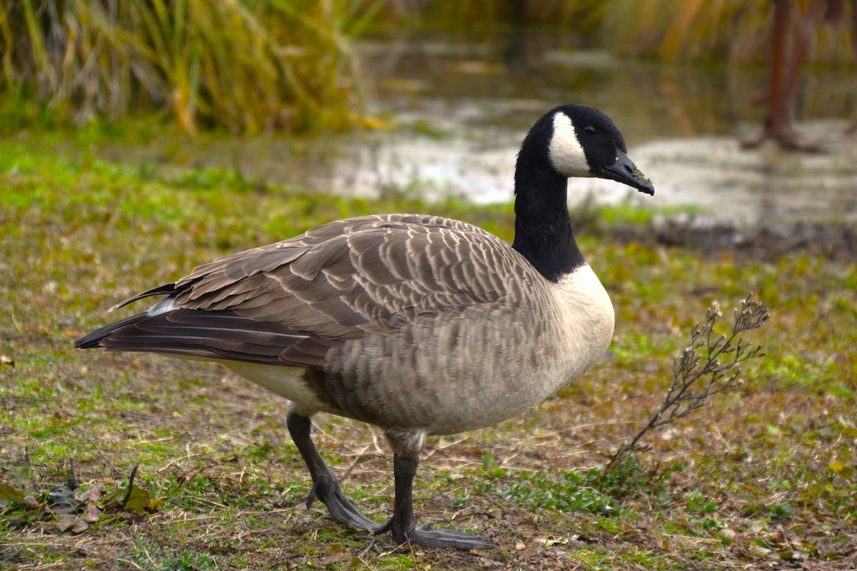 Canada Goose - Josh Brown