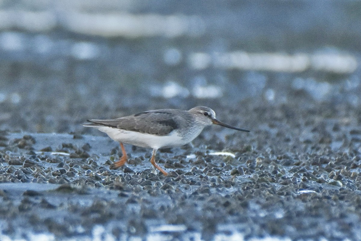 Terek Sandpiper - ML618945772