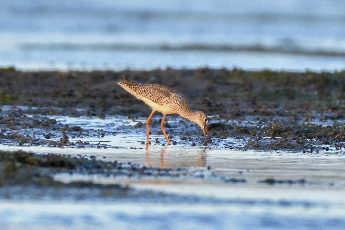 Common Redshank - Sabarish  D