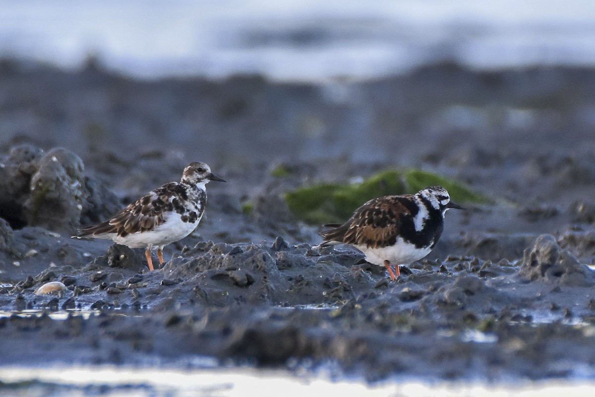 Ruddy Turnstone - ML618945792