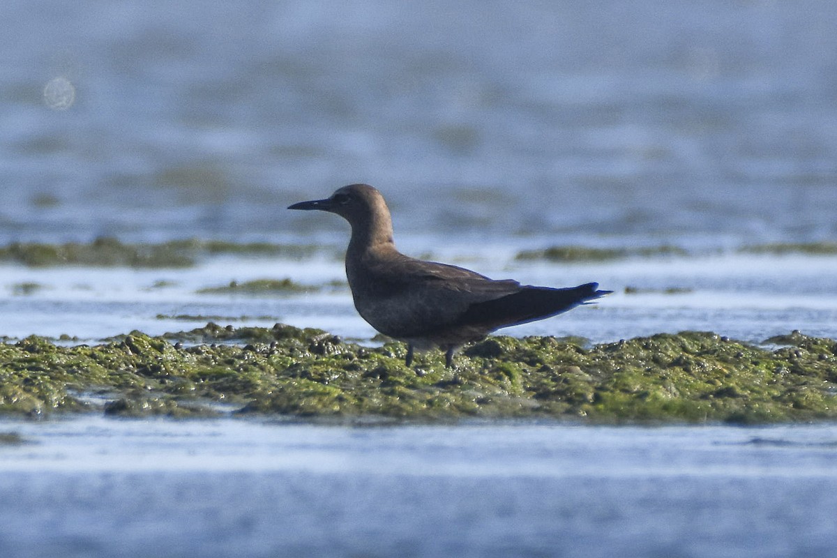 Brown Noddy - ML618945822