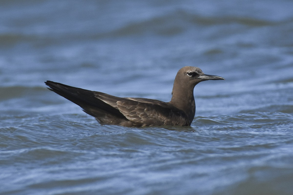 Brown Noddy - ML618945823