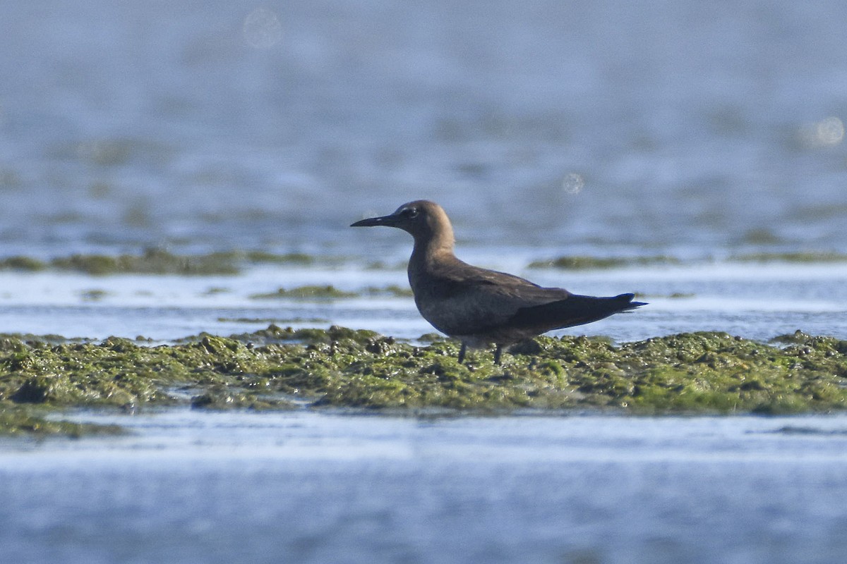 Brown Noddy - ML618945824