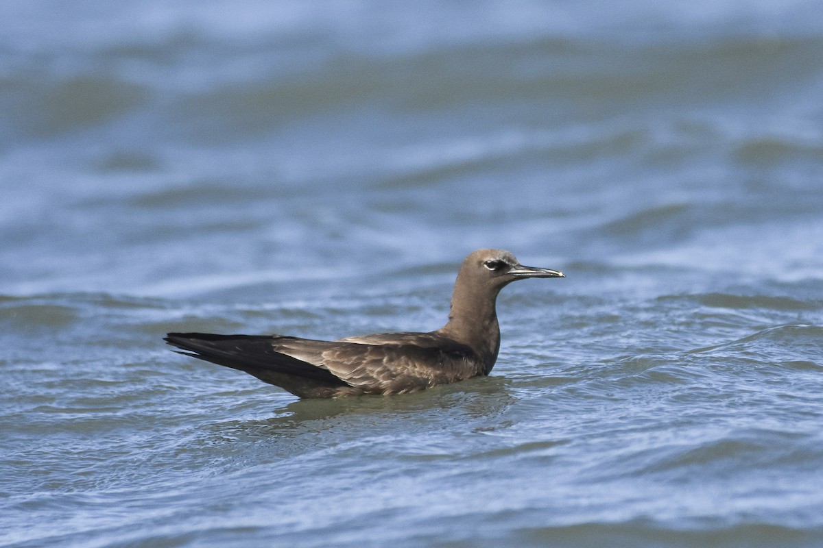 Brown Noddy - ML618945826