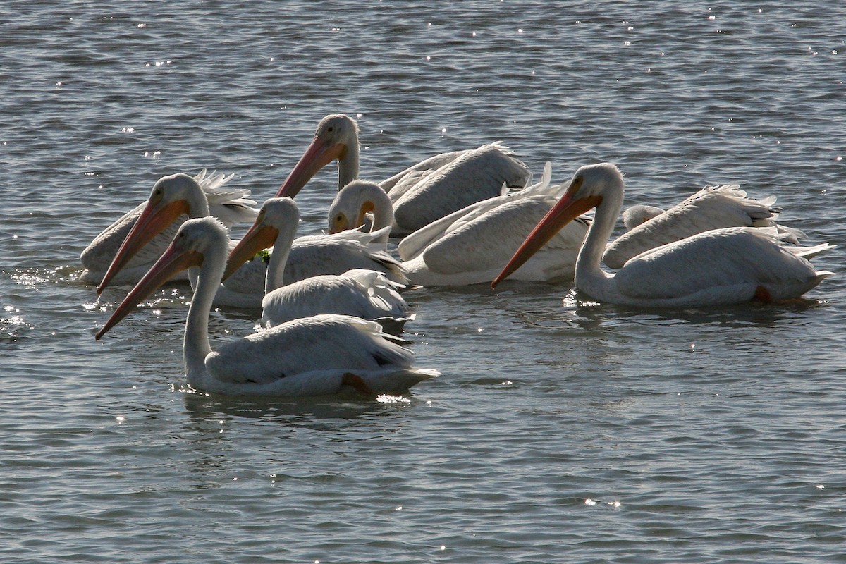 pelikán severoamerický - ML618945836