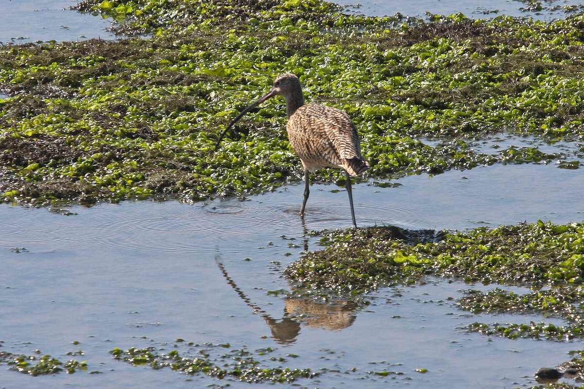 Long-billed Curlew - ML618945839