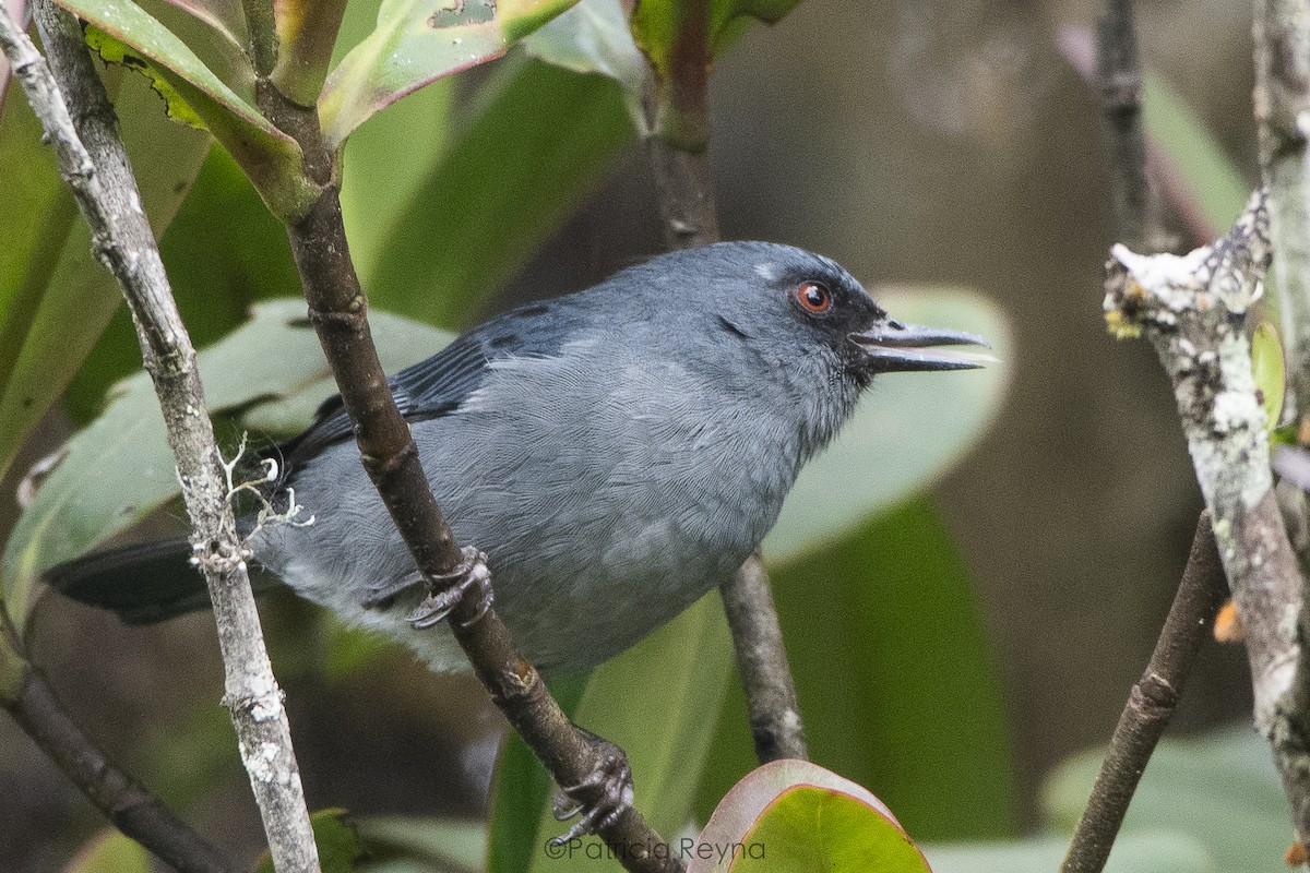 Bluish Flowerpiercer - Patricia Reyna