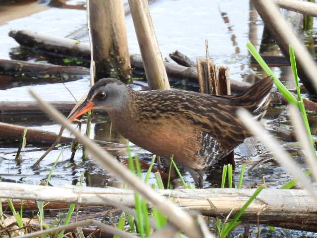 Virginia Rail - Joe McGill