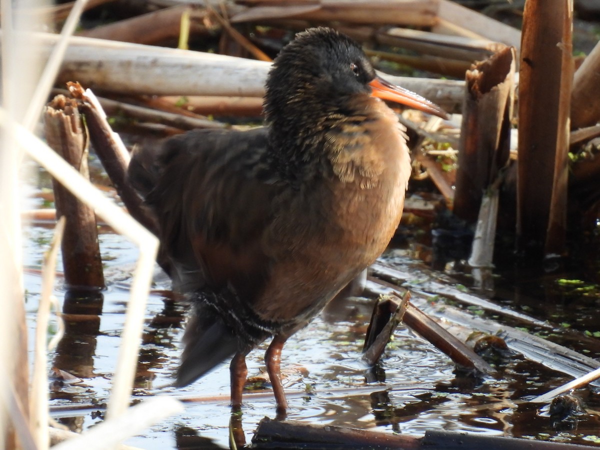 Virginia Rail - Joseph McGill