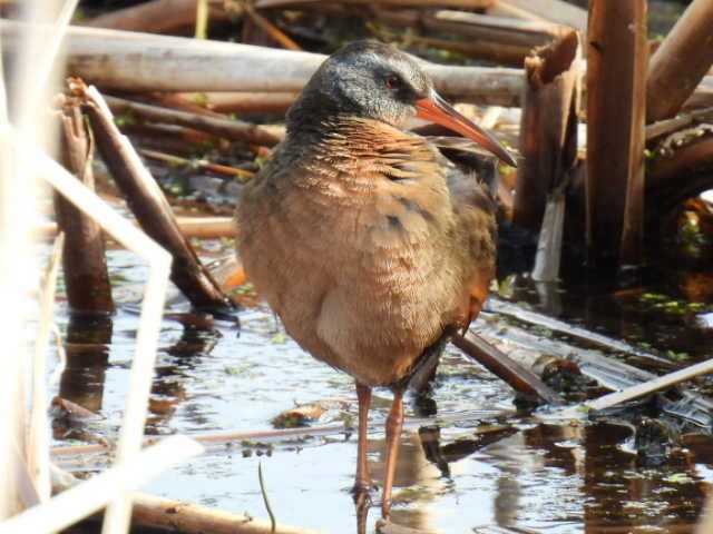 Virginia Rail - Joe McGill