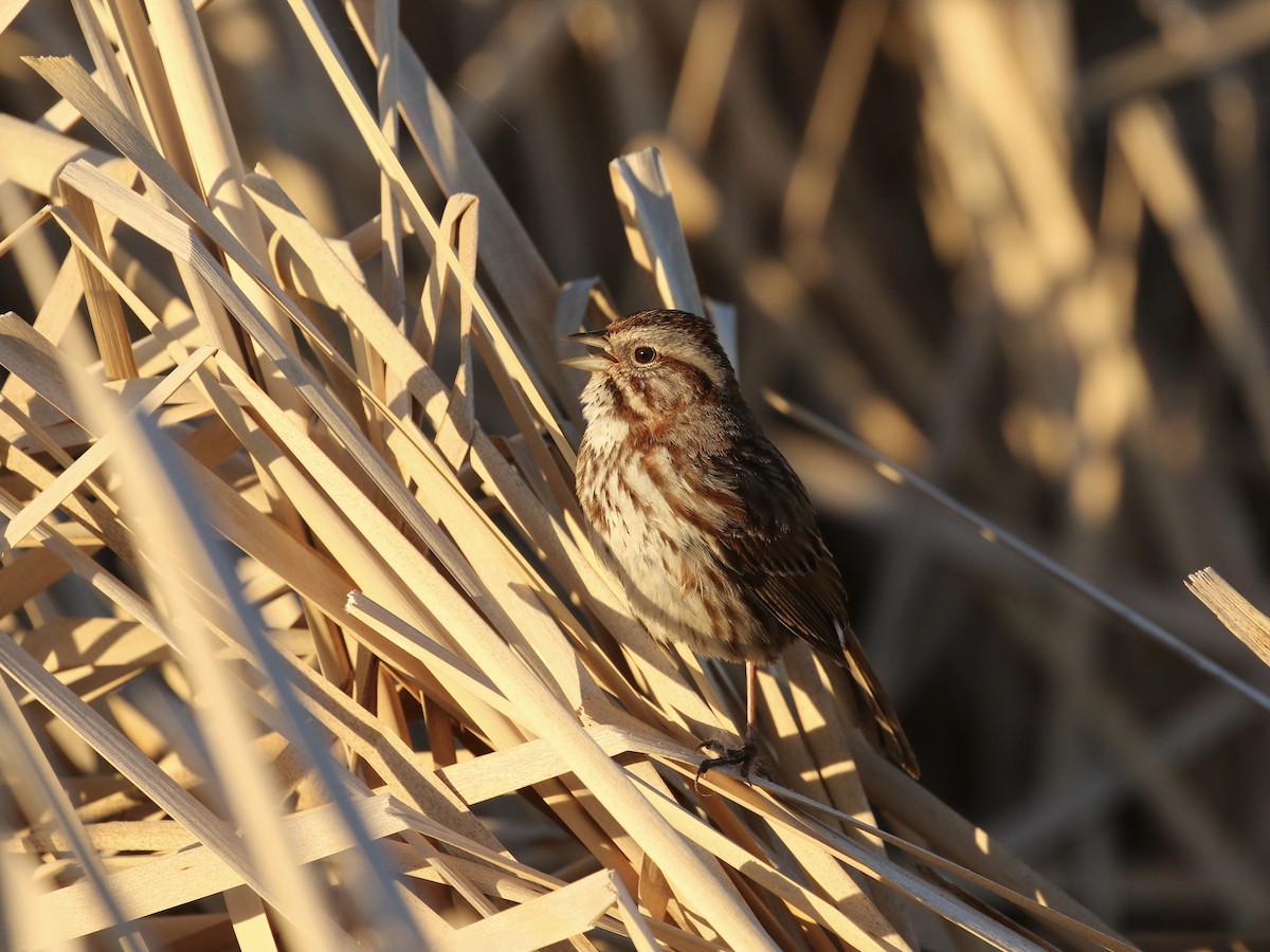 Song Sparrow - Russ Morgan