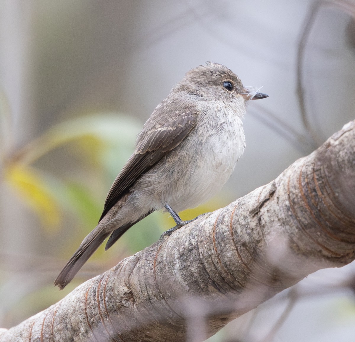 Pale Flycatcher (Pale) - Marie Lister