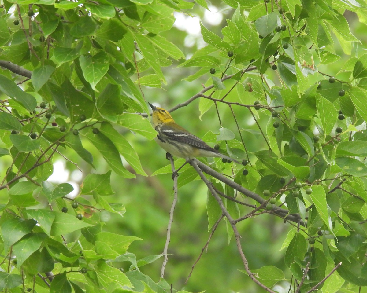 Black-throated Green Warbler - Patty Leslie Pasztor