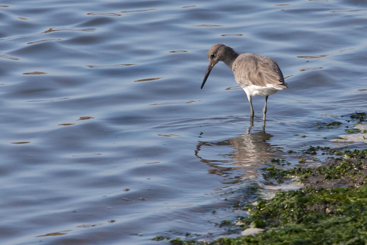 Willet - ML618945890