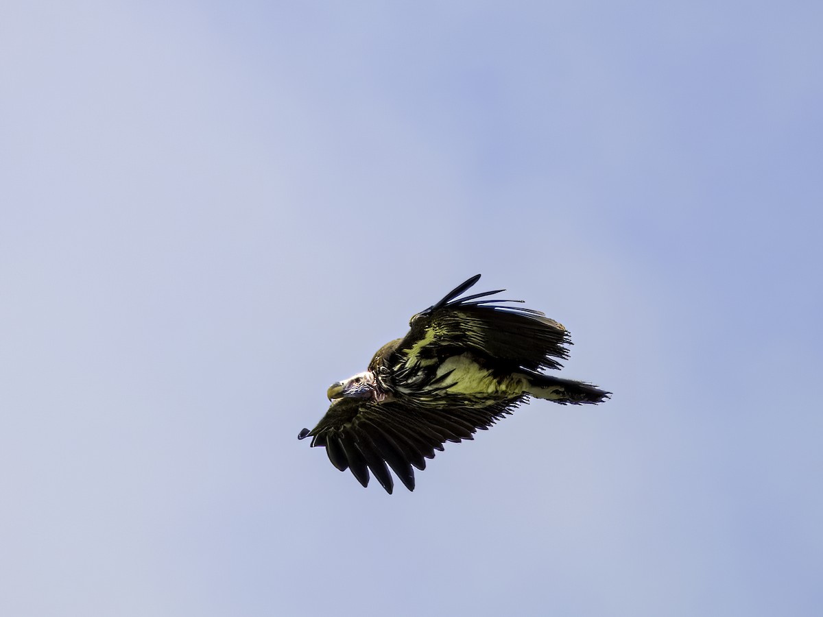 Lappet-faced Vulture - ML618945898