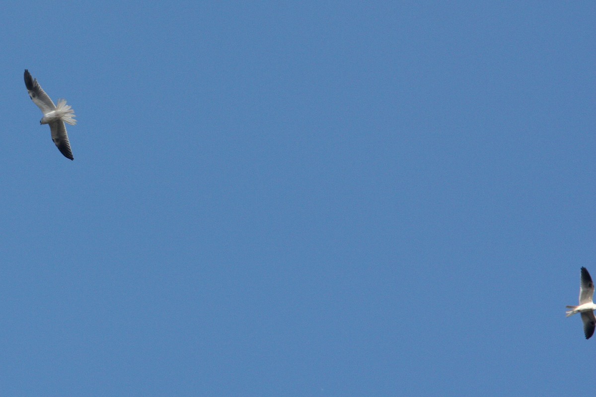 White-tailed Kite - William Clark