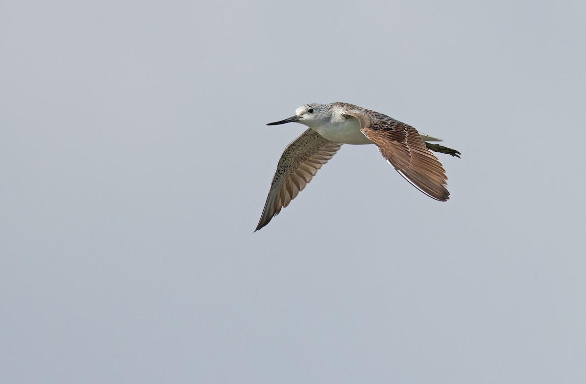 Common Greenshank - ML618945900