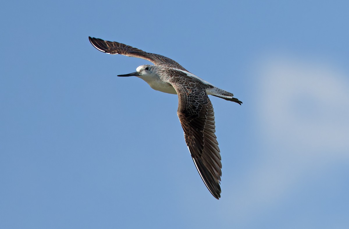 Common Greenshank - Robert Hutchinson