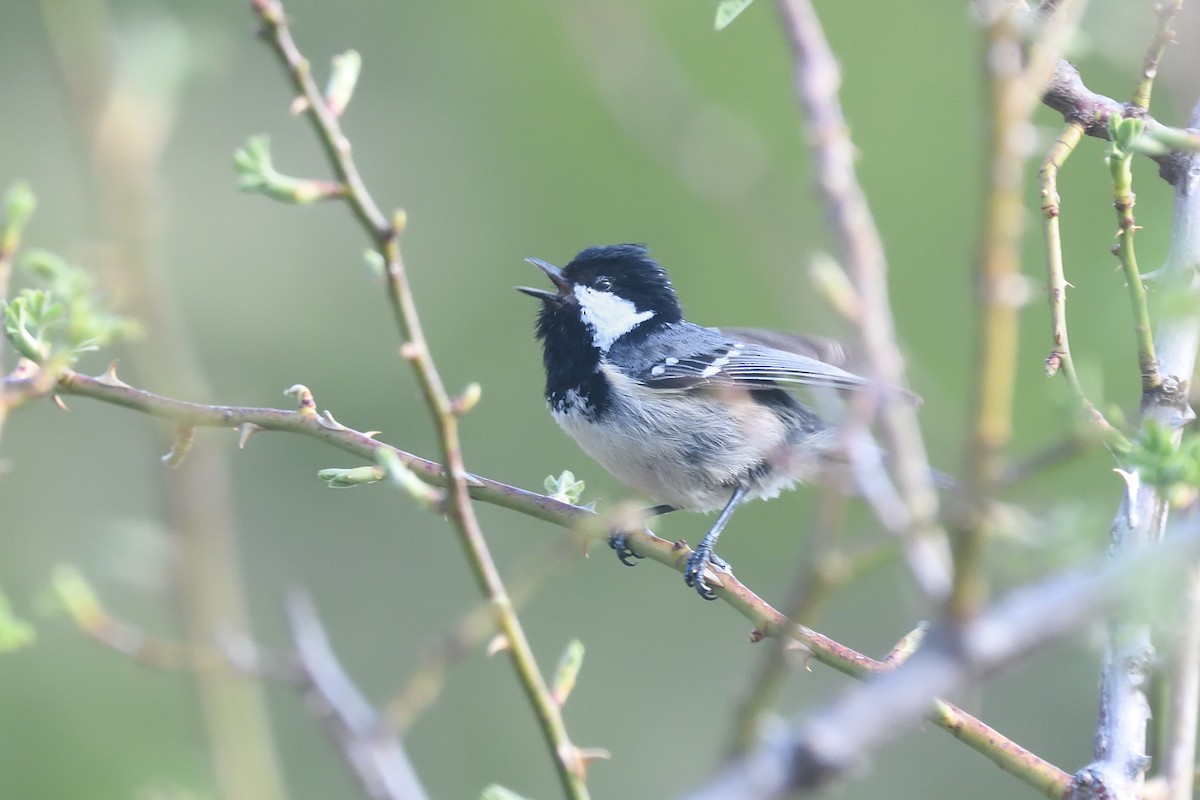 Coal Tit - Chiusi Alessio Pietro