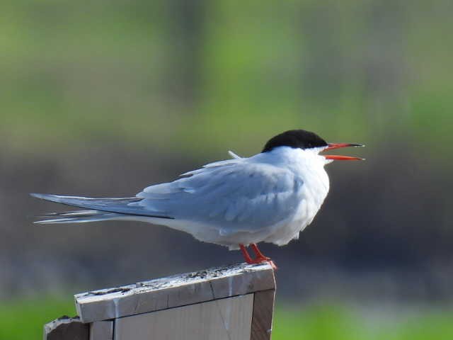 Common Tern - Joseph McGill