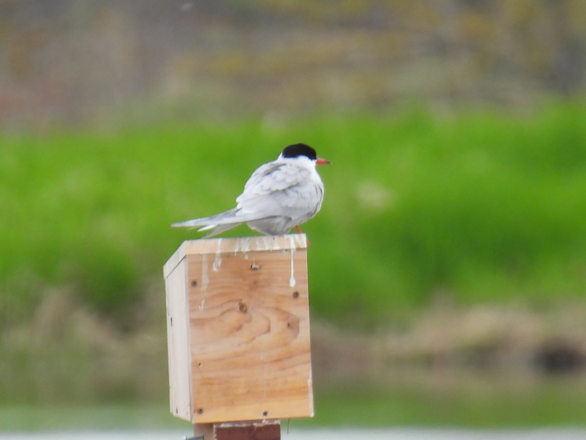 Common Tern - Joe McGill