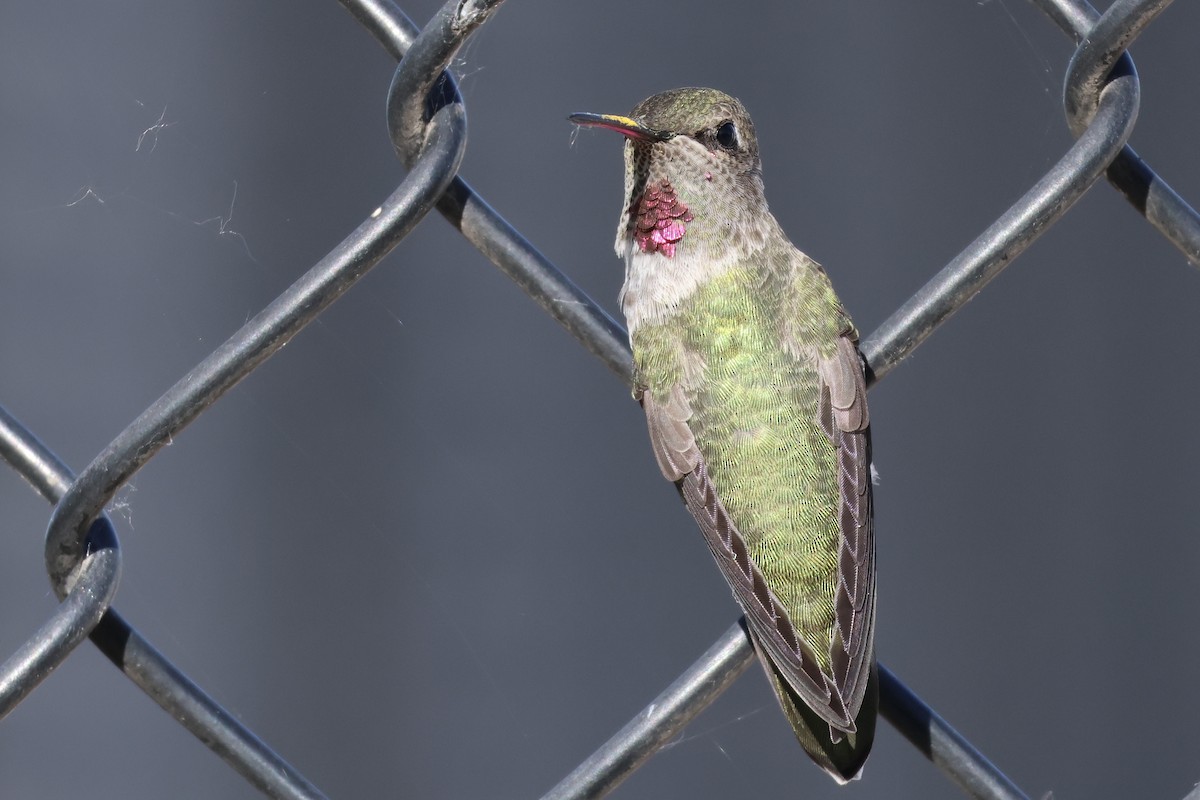 Anna's Hummingbird - Gil Ewing