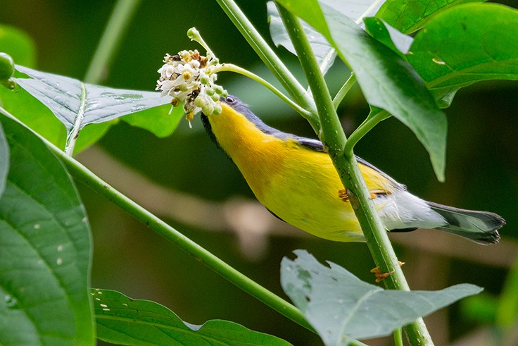 Tropical Parula - Fundación Ecoturística Recetor Vive un Paraíso