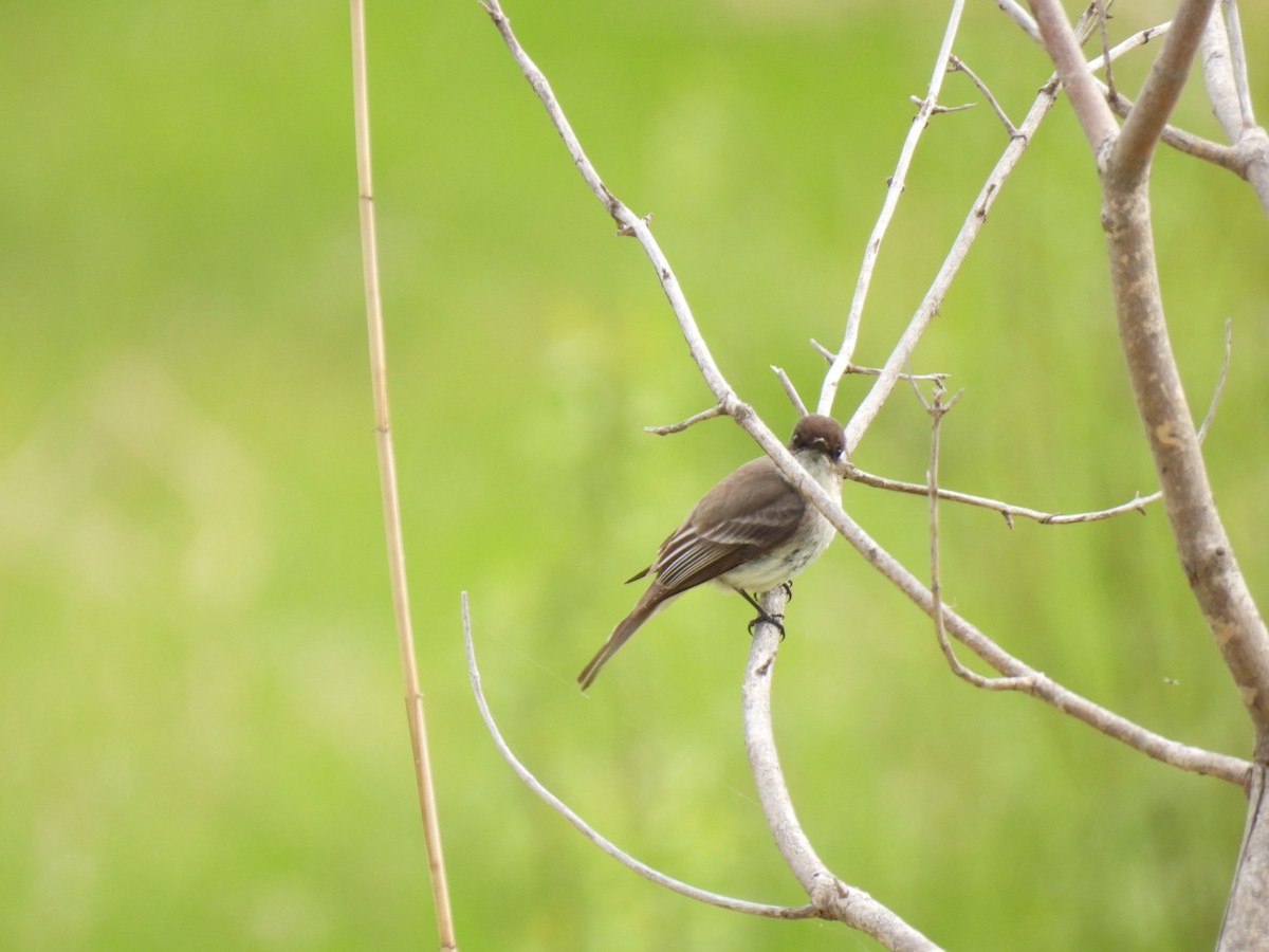 Eastern Phoebe - Joe McGill