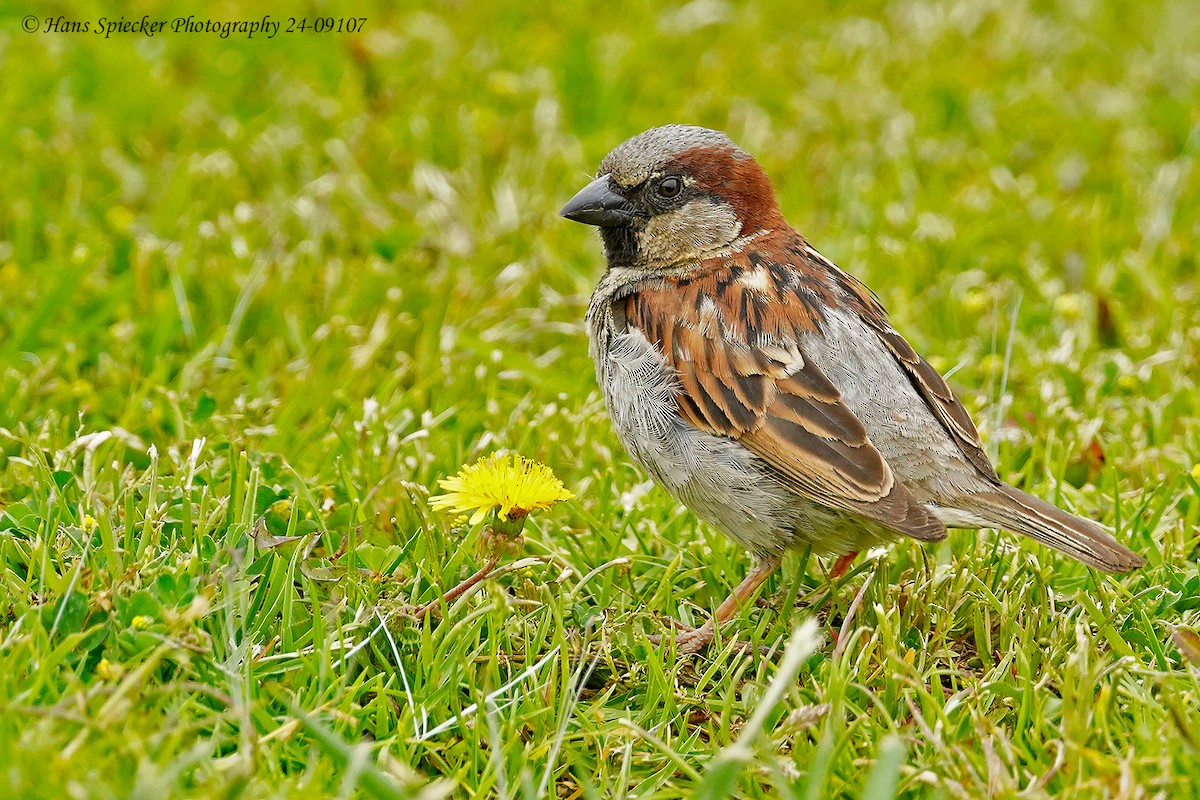 House Sparrow - Hans Spiecker