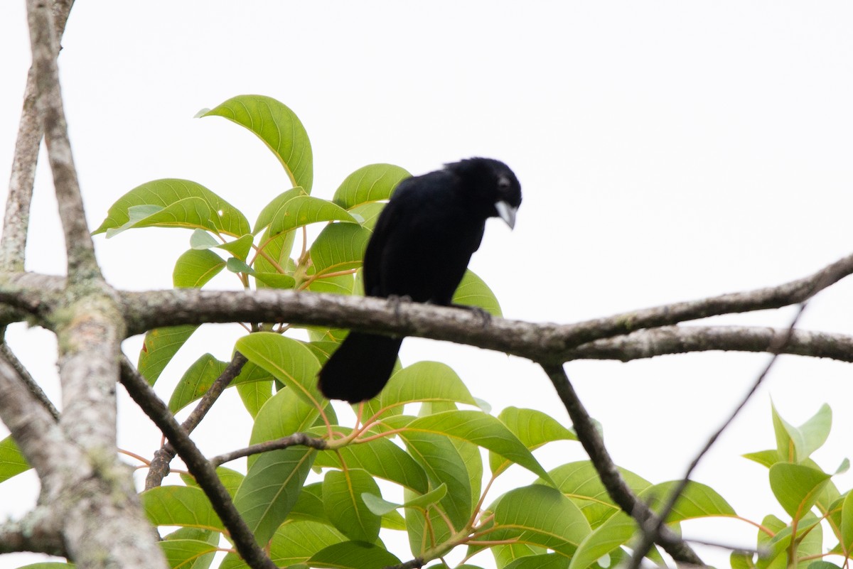 White-lined Tanager - Fundación Ecoturística Recetor Vive un Paraíso