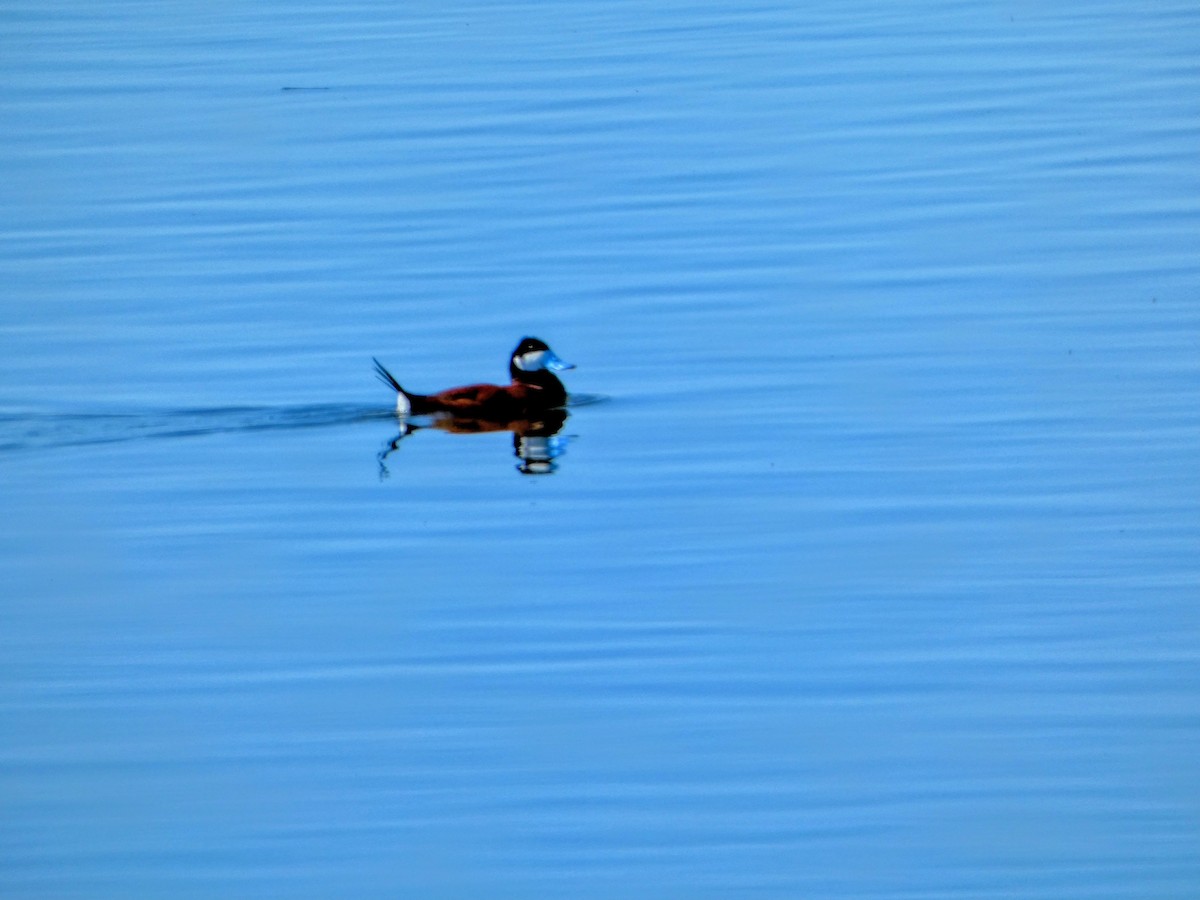 Ruddy Duck - ML618945957