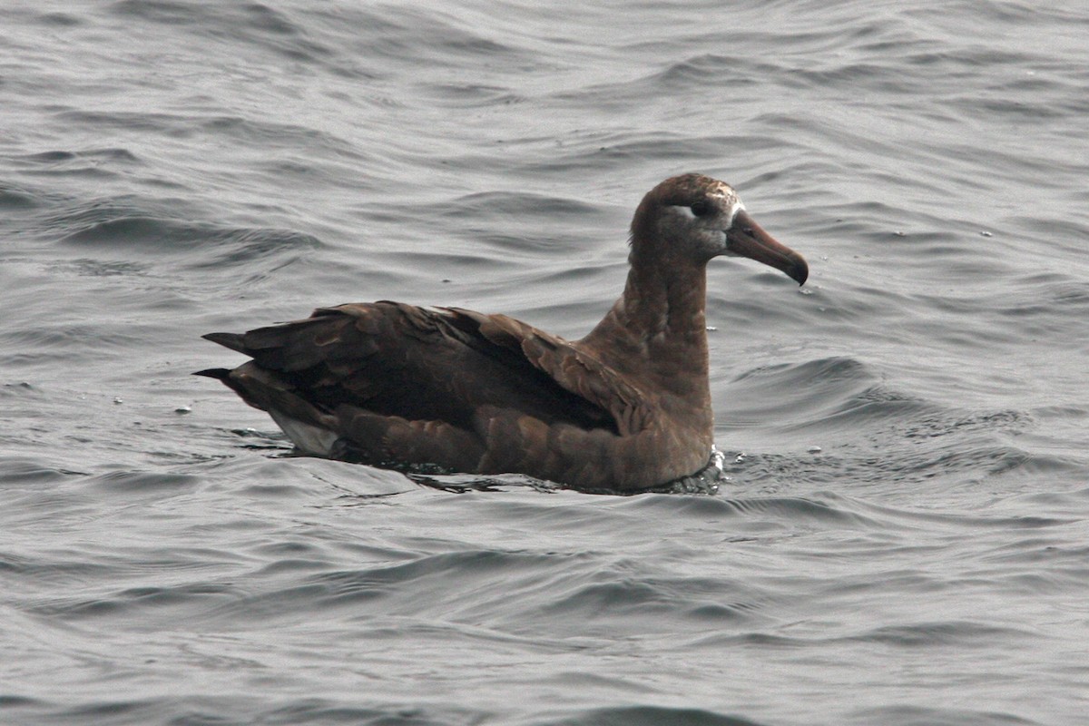 Black-footed Albatross - William Clark