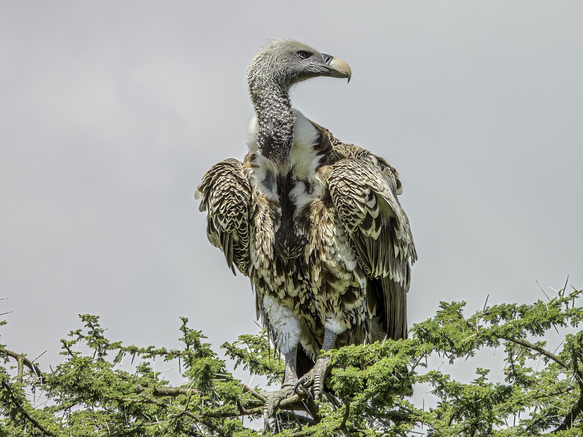 Rüppell's Griffon - ML618945962