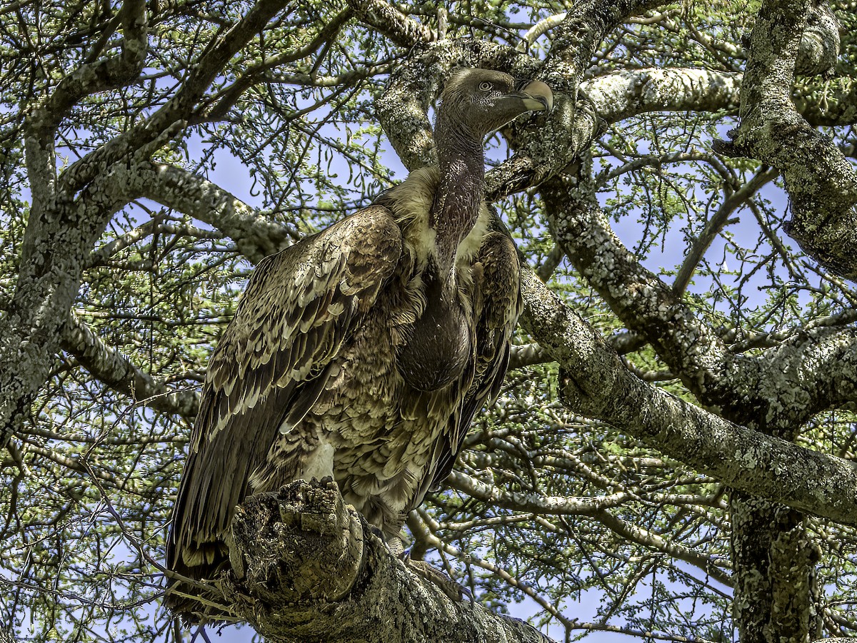 Rüppell's Griffon - ML618945963