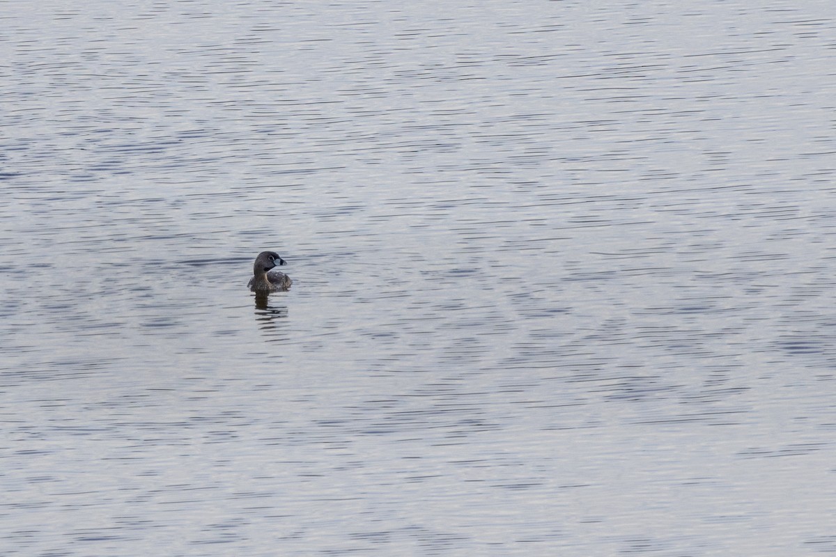 Pied-billed Grebe - Rain Saulnier