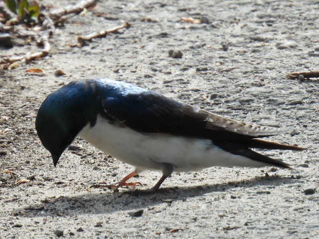 Tree Swallow - Joseph McGill