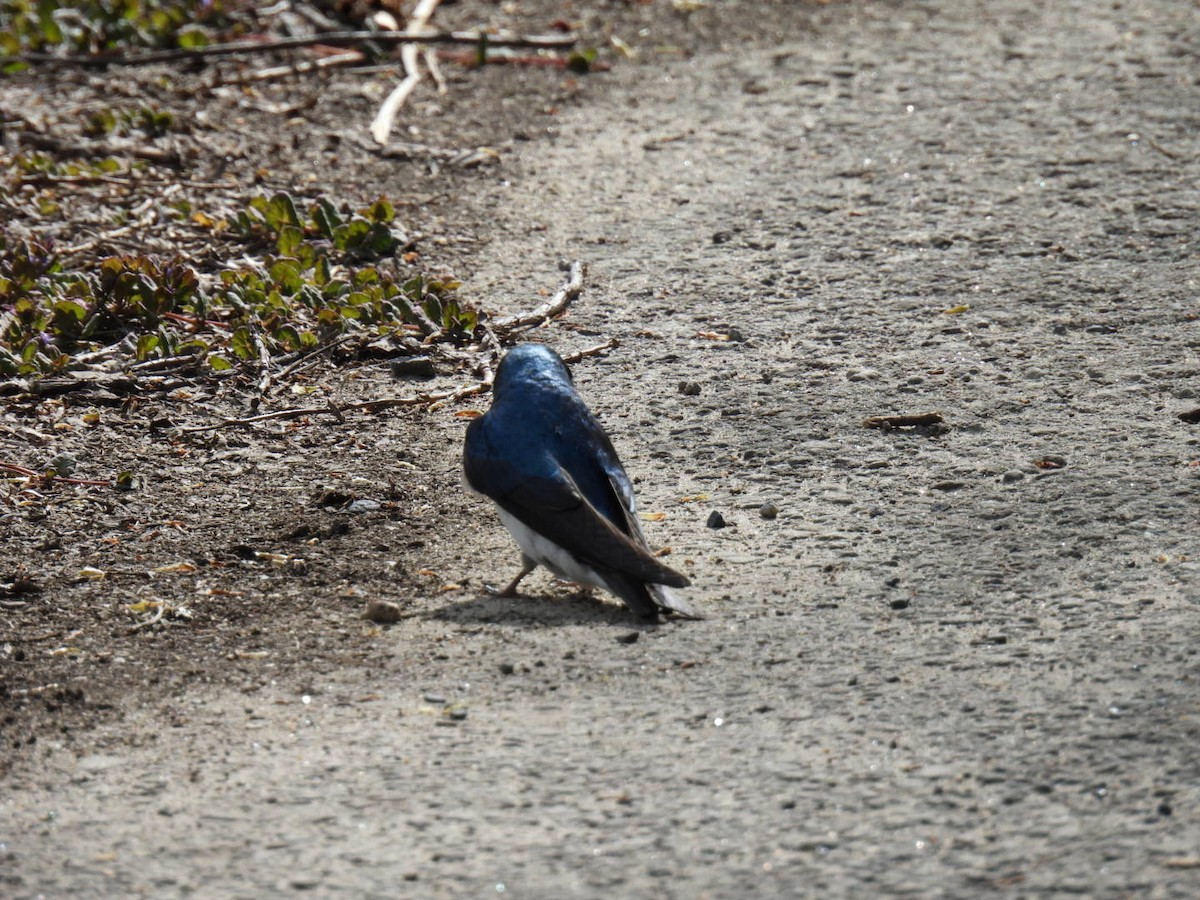 Tree Swallow - Joe McGill