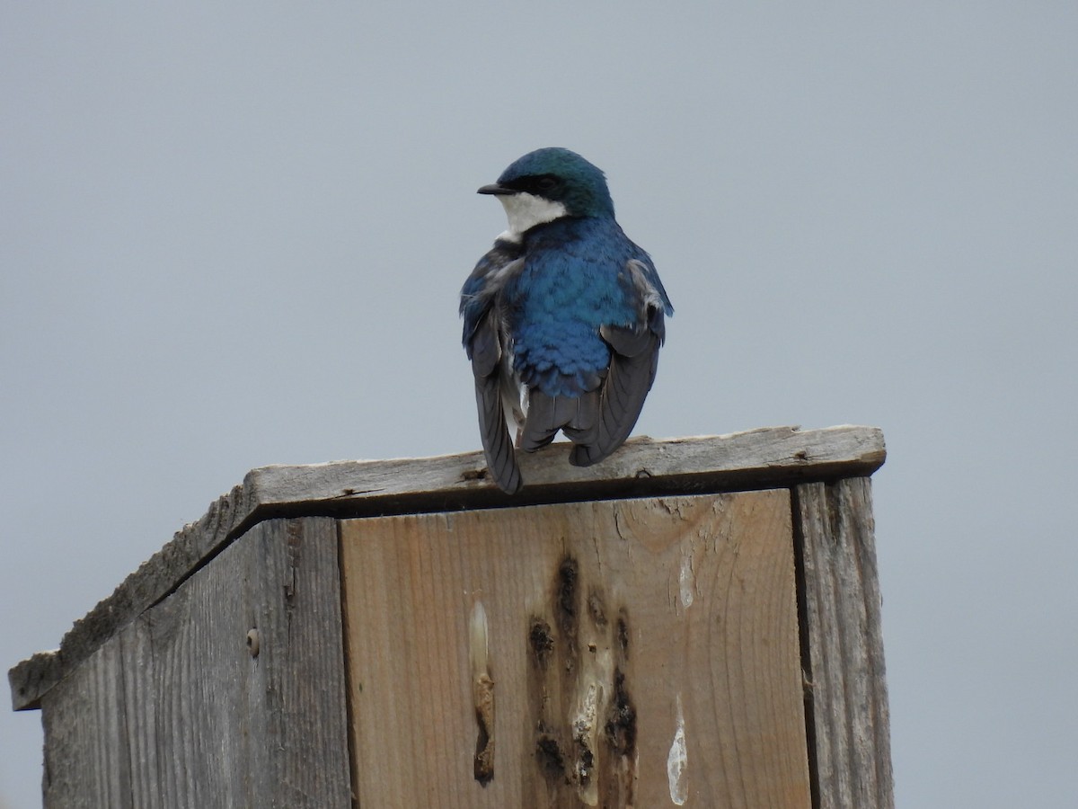 Tree Swallow - Joe McGill