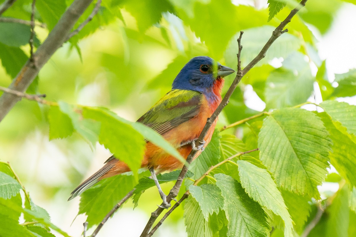 Painted Bunting - Slawomir Dabrowski