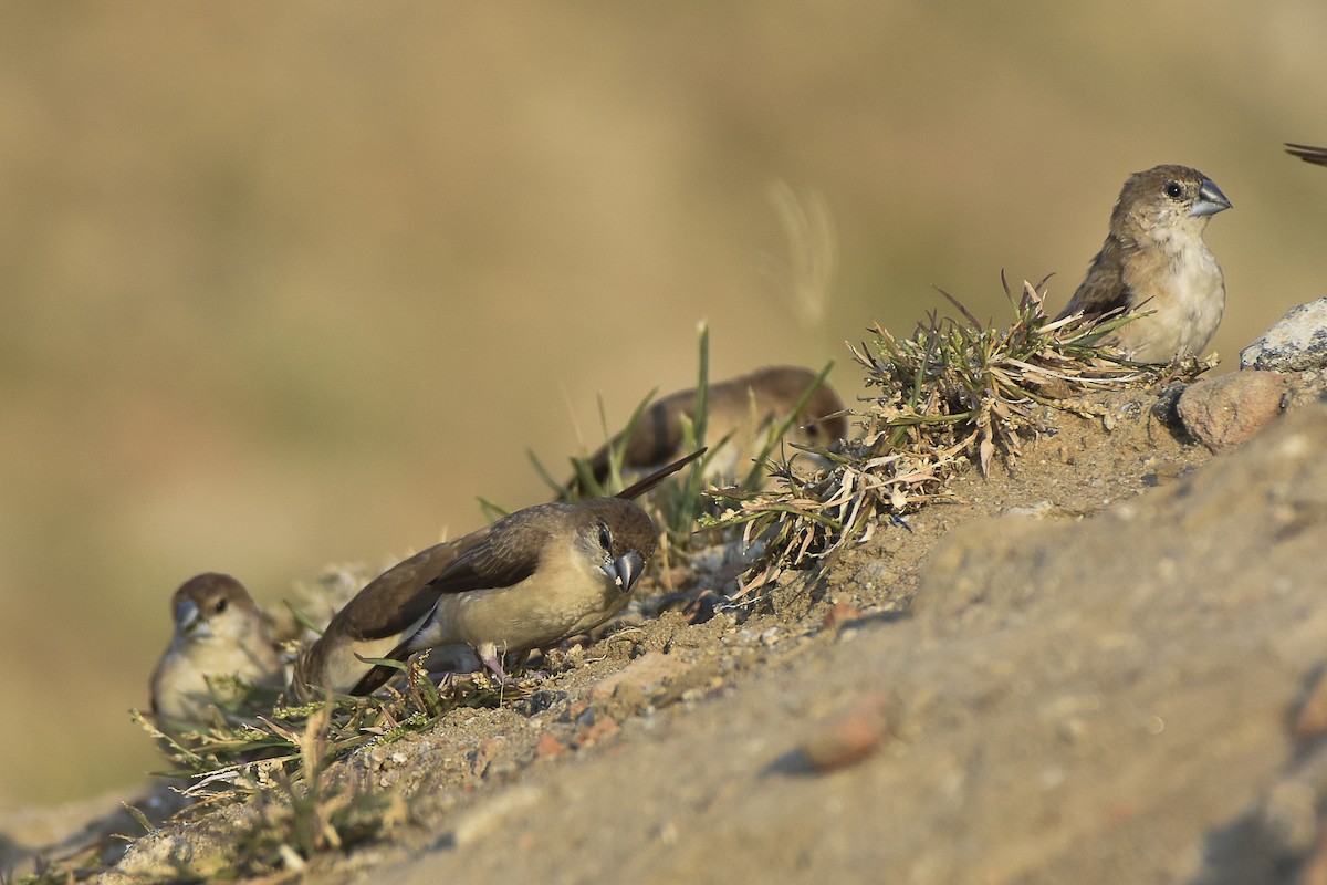 Indian Silverbill - Sabarish  D