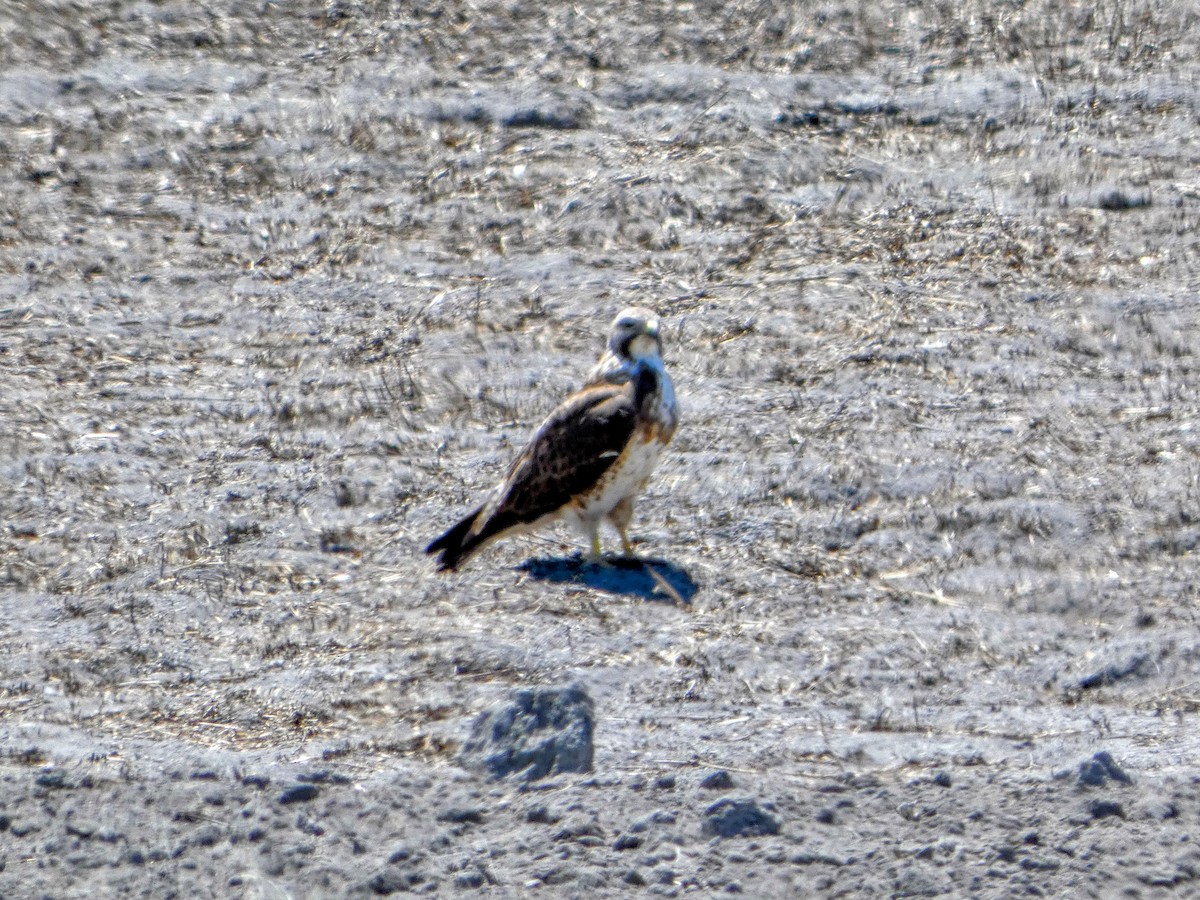 Red-tailed Hawk - ML618946002