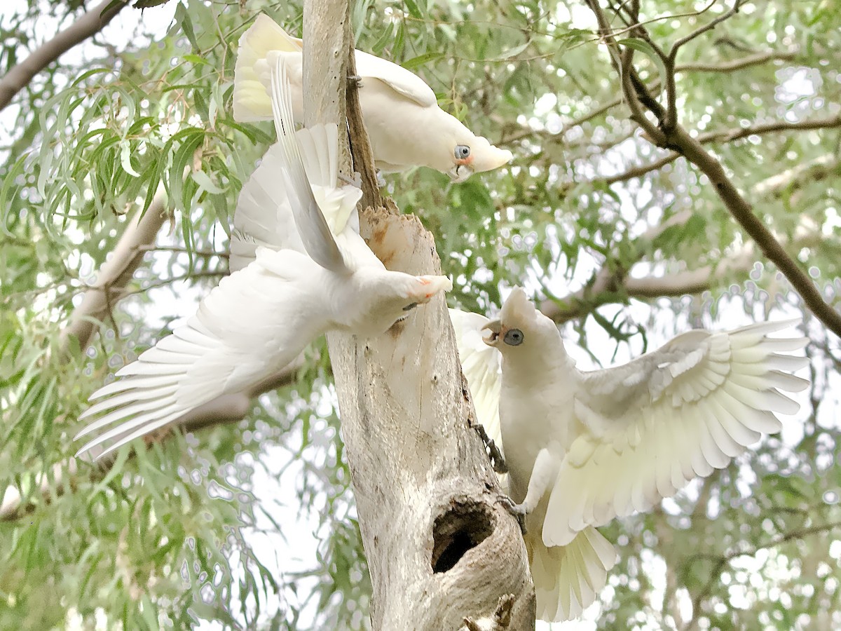 Little Corella - Allan Johns