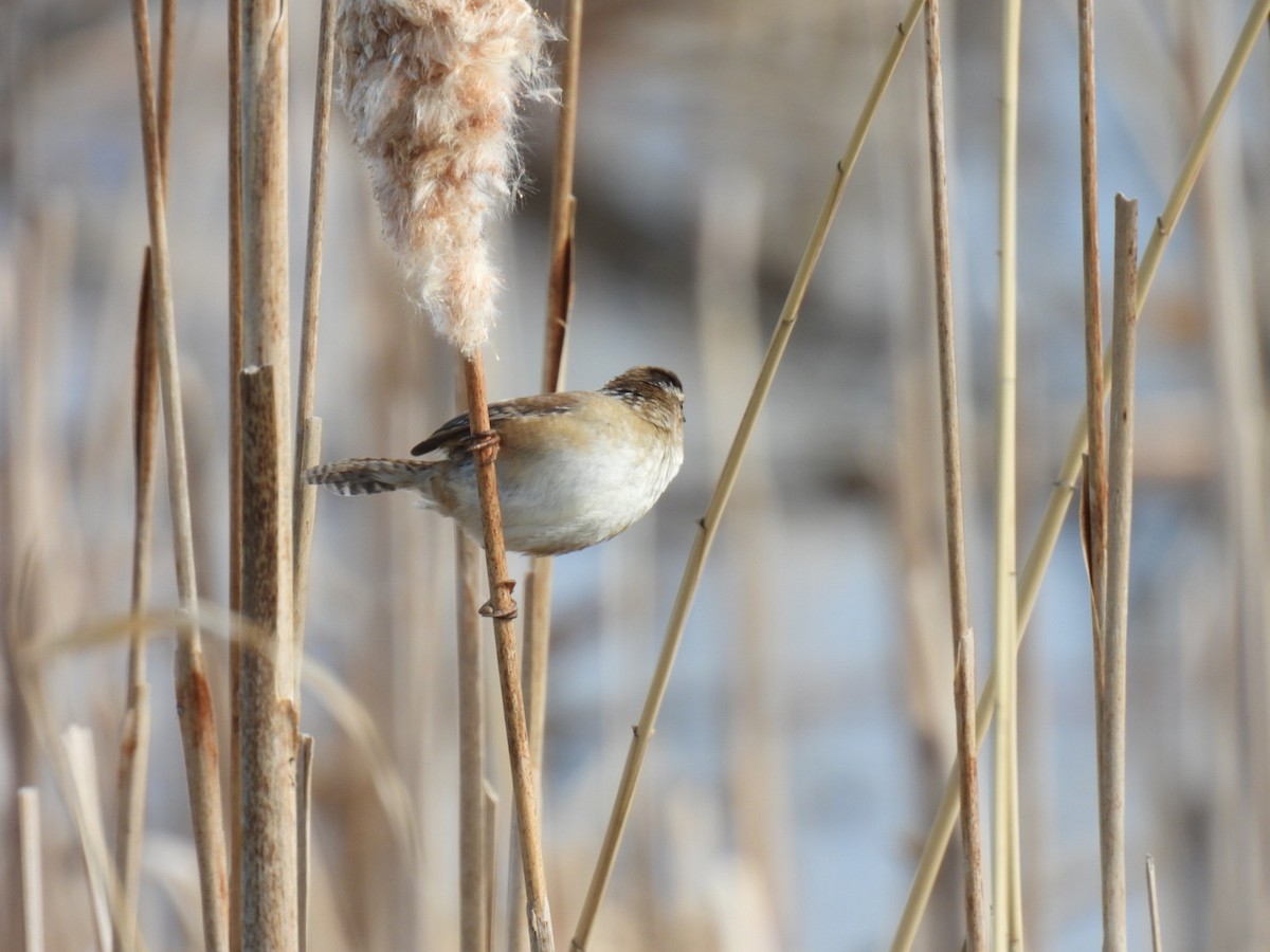 Marsh Wren - Joe McGill